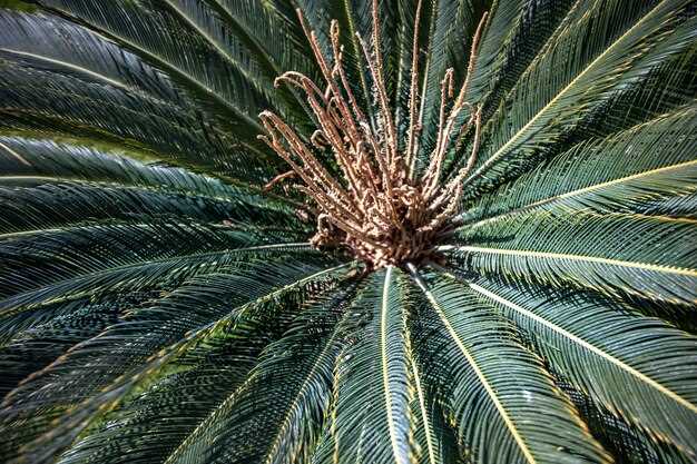 Adverse reactions of saw palmetto