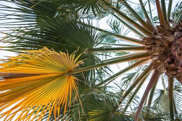 Tamsulosin and saw palmetto